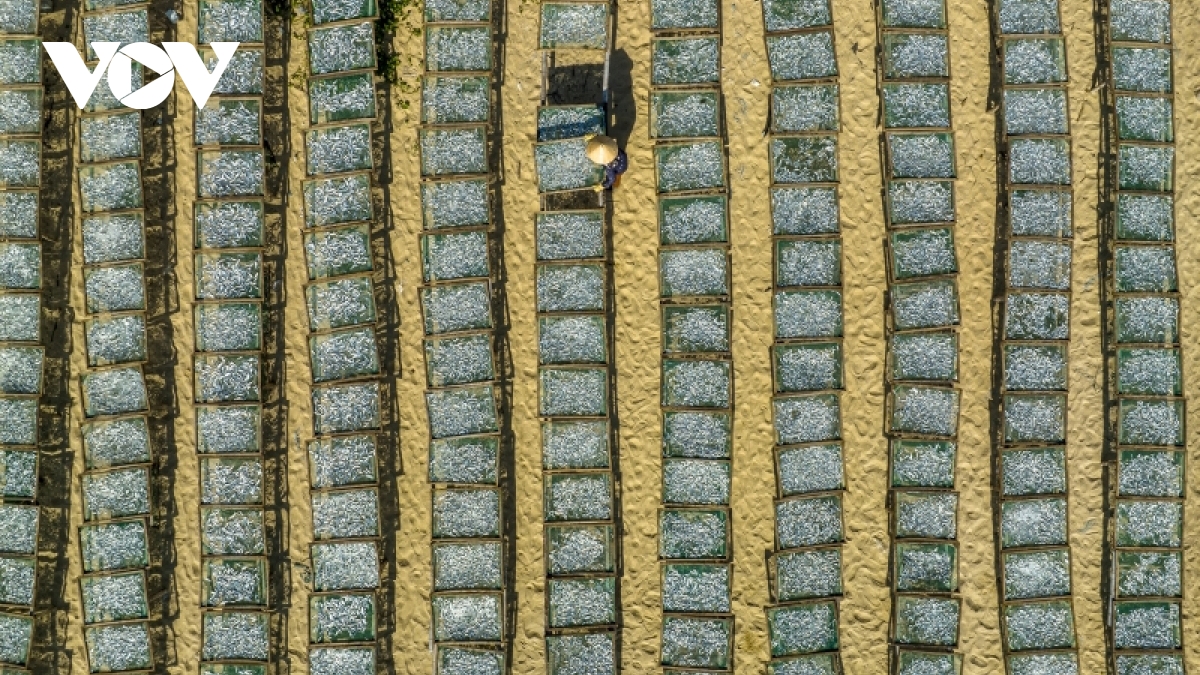 Discovering age-old fish drying craft in central Vietnam